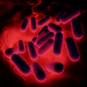 Milchsäurebakterien