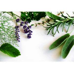 Pflanzliche_NEM Pflanzliche_NEM