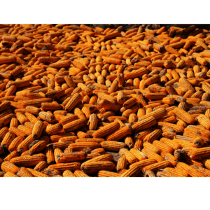 Maisdextrin Maisdextrin