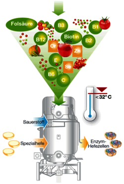 Herstellung Enzymhefe