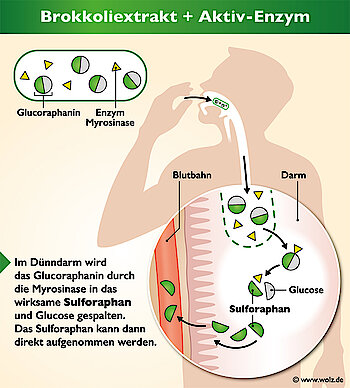 Bereitstellung von frischem Sulforaphan im Körper