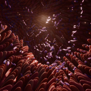 Darmbakterien Darmbakterien