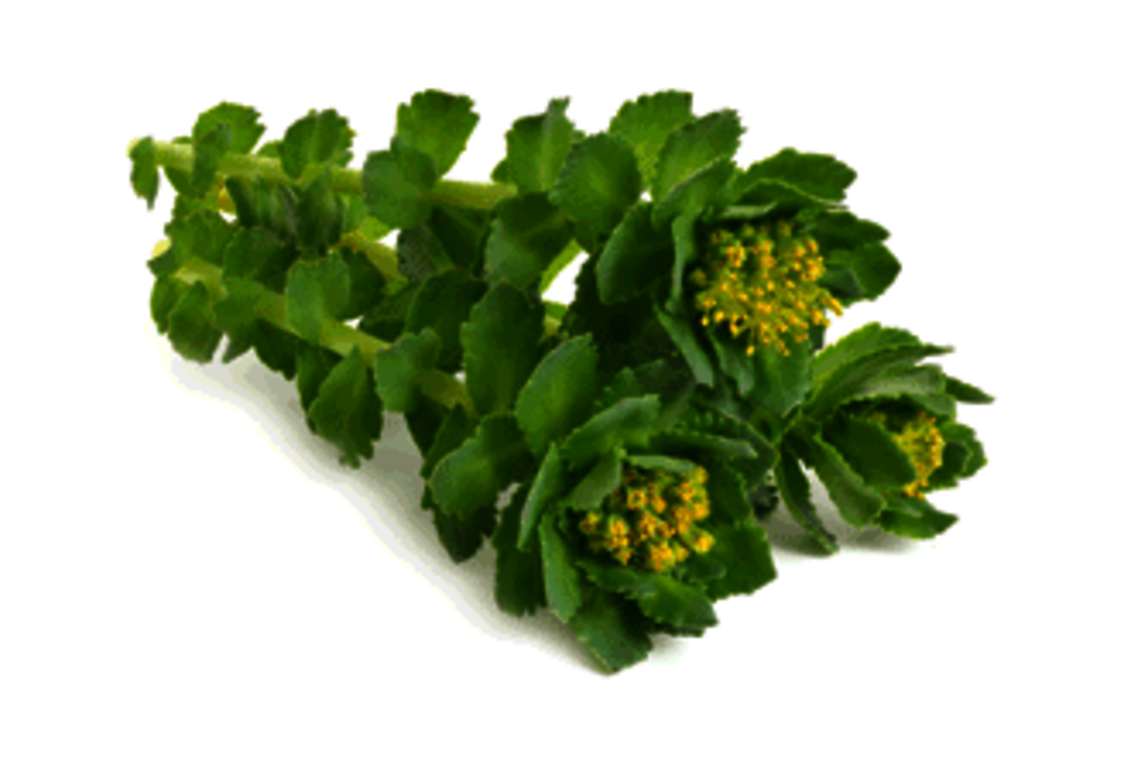 Rhodiola rosea