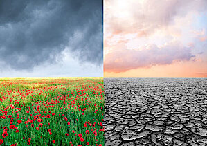 Darmflora geschädigt