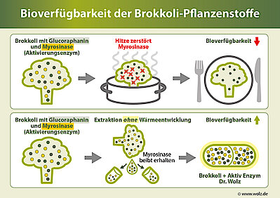 Bioverfügbarkeit der Brokkoli-Pflanzenstoffe