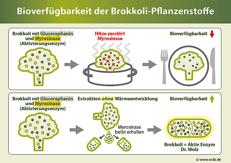 Bioverfügbarkeit der Brokkoli-Pflanzenstoffe
