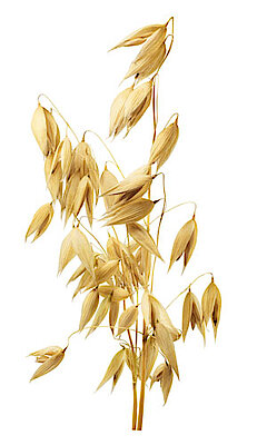 Reifer Hafer-Stängel Goldener, reifer Hafer-Stängel