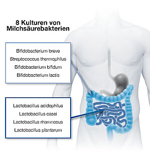 Darmflora plus select Bakterien