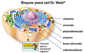 Enzym Hefezelle Enzym Hefezelle