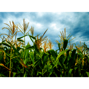 Maisdextrin Maisdextrin