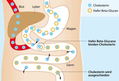 Beta-Glucane binden Cholesterin und unterstützen die Cholesterinreduktion.