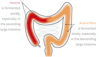 Wirkung Ballaststoffe im Darm
