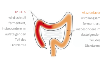 Wirkung Ballaststoffe im Darm Wirkung Ballaststoffe im Darm