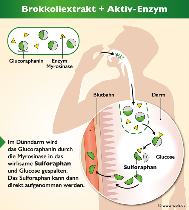 Bereitstellung von frischem Sulforaphan im Körper