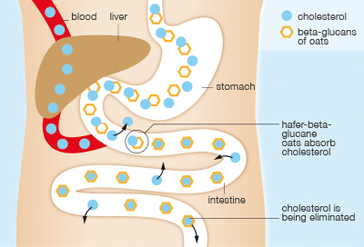 Effect of oat beta-glucans