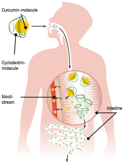 Curcumin Bioverfügbarkeit