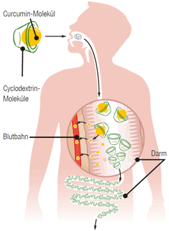 Curcumin Bioverfügbarkeit