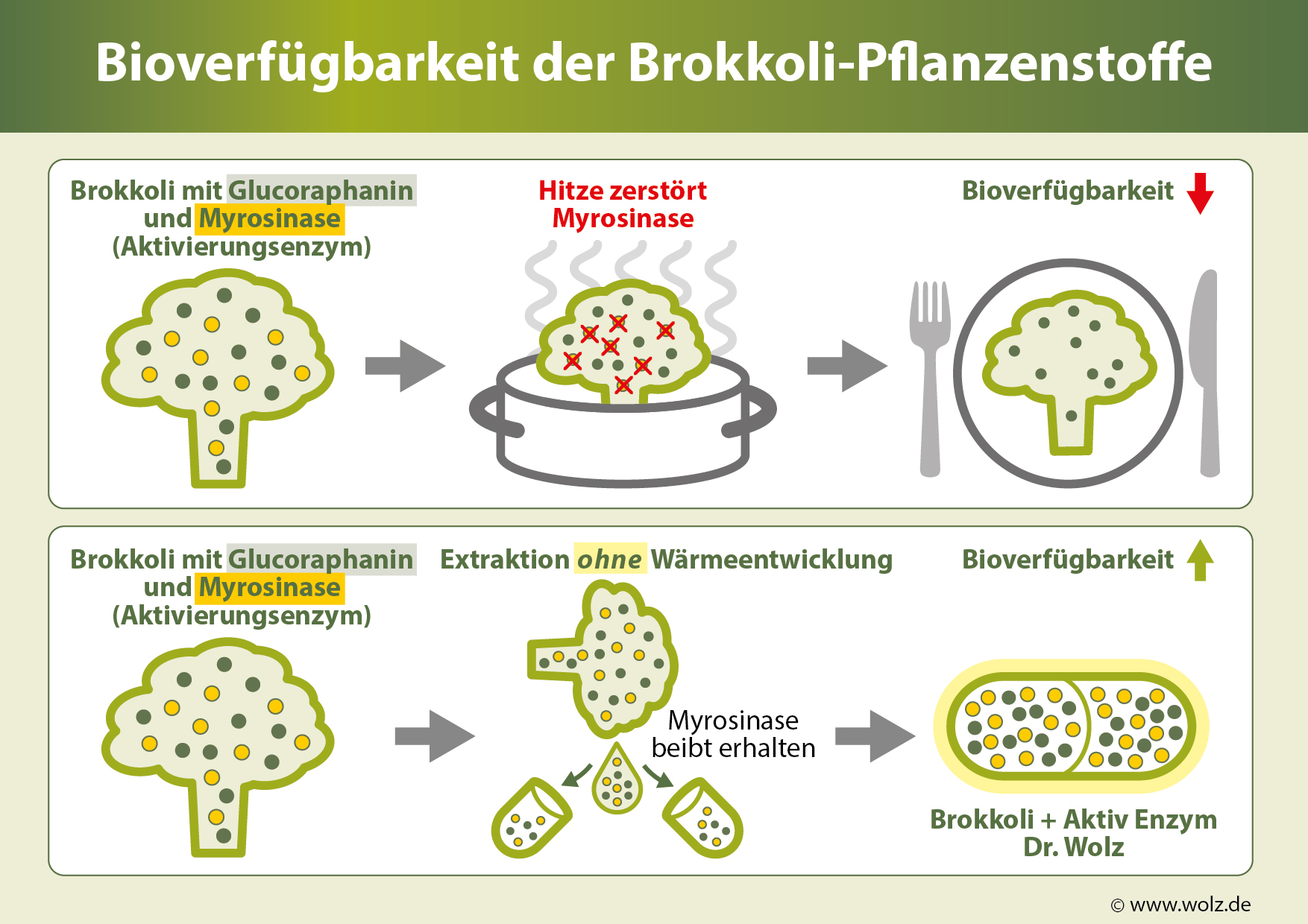 Bioverfügbarkeit der Brokkoli-Pflanzenstoffe